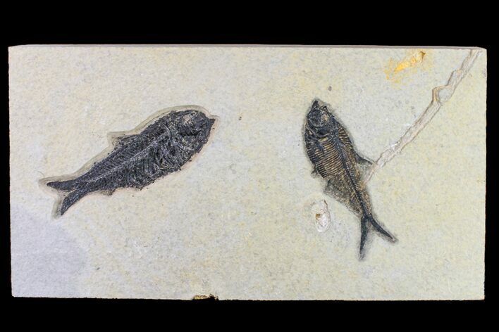 Fossil Fish Pair (Knightia & Diplomystus) - Wyoming #163514